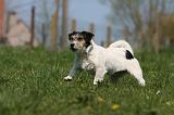 JACK RUSSEL 116